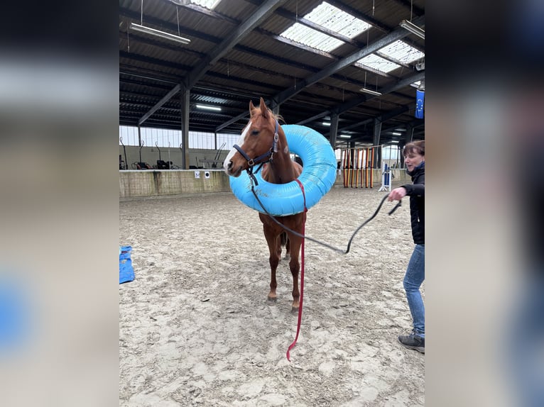 Quarter pony Jument 17 Ans 154 cm Alezan in LaarEmlichheim