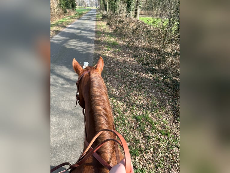 Quarter pony Jument 17 Ans 154 cm Alezan in LaarEmlichheim