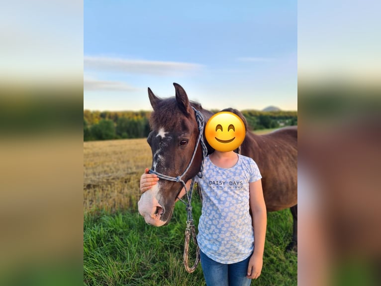 Quarter pony Croisé Jument 19 Ans 140 cm Bai brun foncé in Königs Wusterhausen