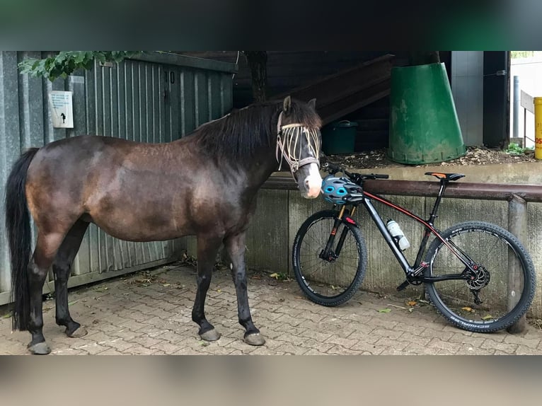 Quarter pony Croisé Jument 19 Ans 140 cm Bai brun foncé in Königs Wusterhausen