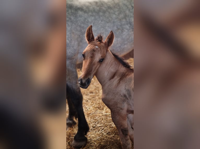 Quarter pony Croisé Jument 1 Année 110 cm Bai clair in Deil