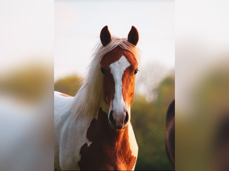 Quarter pony Jument 1 Année 135 cm Pinto in Hüttenrode