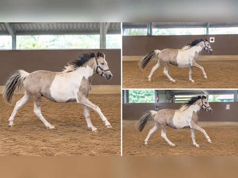 Quarter pony Jument 1 Année 140 cm Tobiano-toutes couleurs in Oberlangen