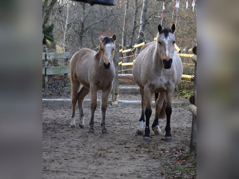 Quarter pony Jument 1 Année 145 cm Buckskin in Siegen
