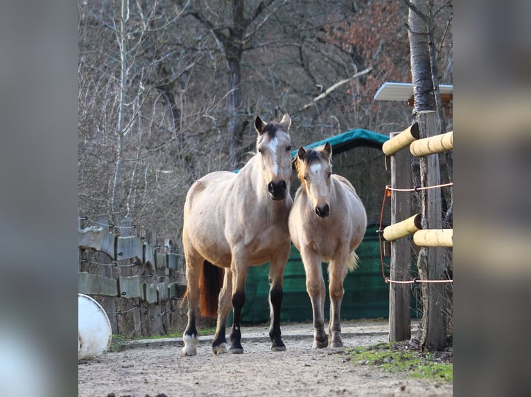 Quarter pony Jument 1 Année 145 cm Buckskin in Siegen
