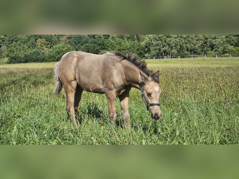 Quarter pony Jument 1 Année 145 cm Buckskin in Siegen