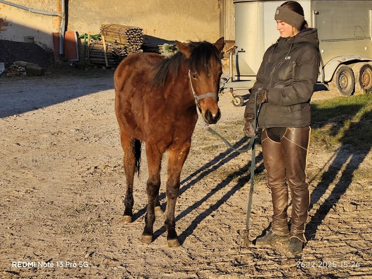 Quarter pony Croisé Jument 1 Année 148 cm Bai in Buchen (Odenwald)