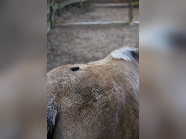 Quarter pony Jument 1 Année 148 cm Buckskin in Siegen