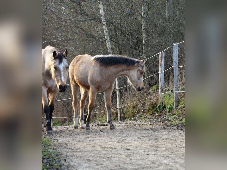 Quarter pony Jument 1 Année 148 cm Buckskin in Siegen