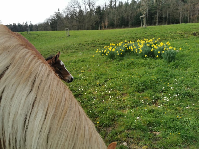 Quarter pony Jument 1 Année 150 cm Bai in Fichtenberg