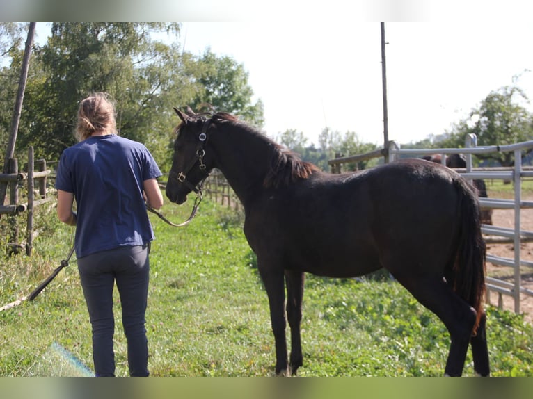 Quarter pony Croisé Jument 1 Année 150 cm Noir in Buchen (Odenwald)