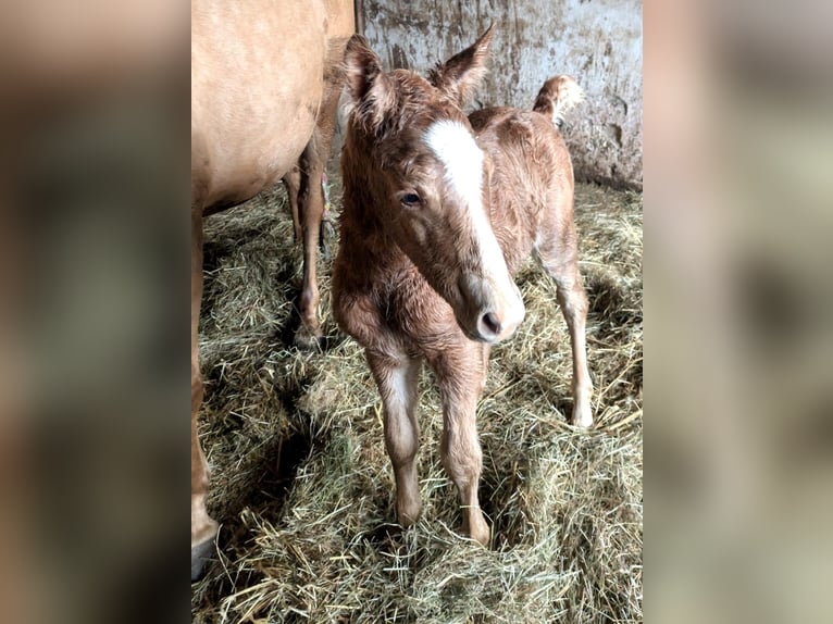 Quarter pony Croisé Jument 1 Année Palomino in Sulzbach-Rosenberg
