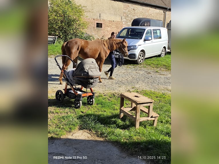 Quarter pony Croisé Jument 2 Ans 150 cm Alezan in Buchen (Odenwald)