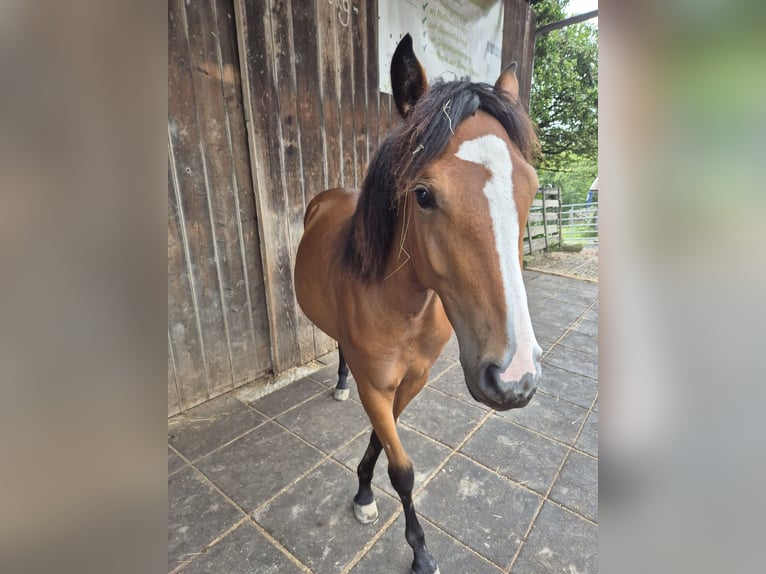 Quarter pony Jument 2 Ans 150 cm Bai in Fichtenberg