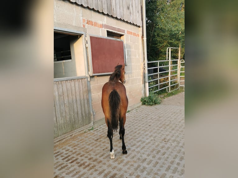 Quarter pony Jument 2 Ans 150 cm Bai in Fichtenberg
