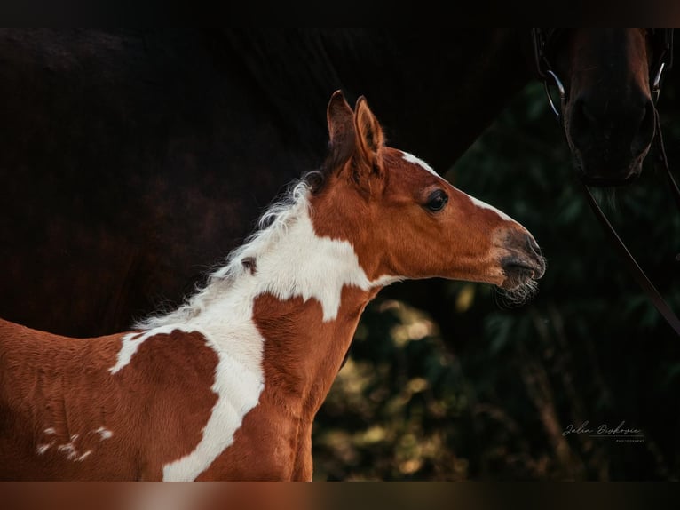 Quarter pony Jument 2 Ans 153 cm Pinto in Ilmtal
