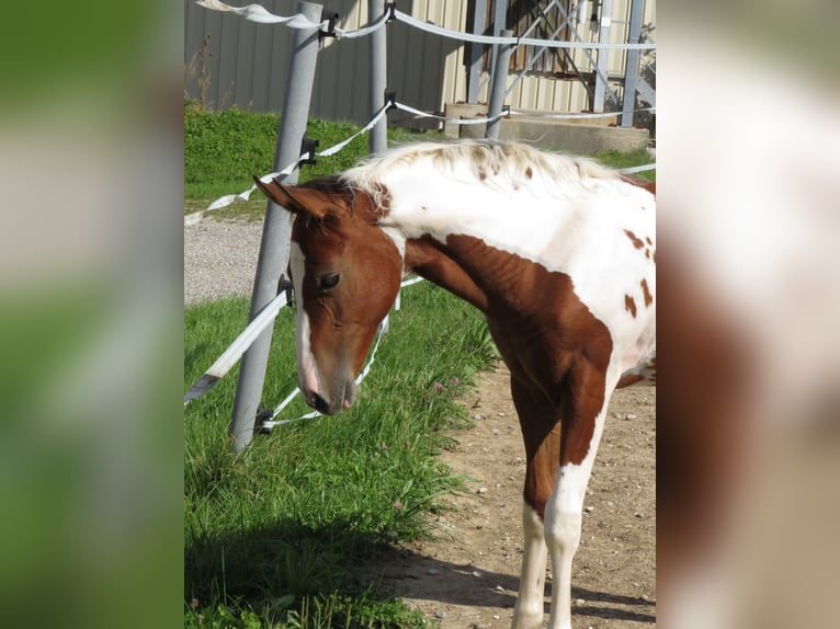 Quarter pony Jument 2 Ans 153 cm Pinto in Ilmtal