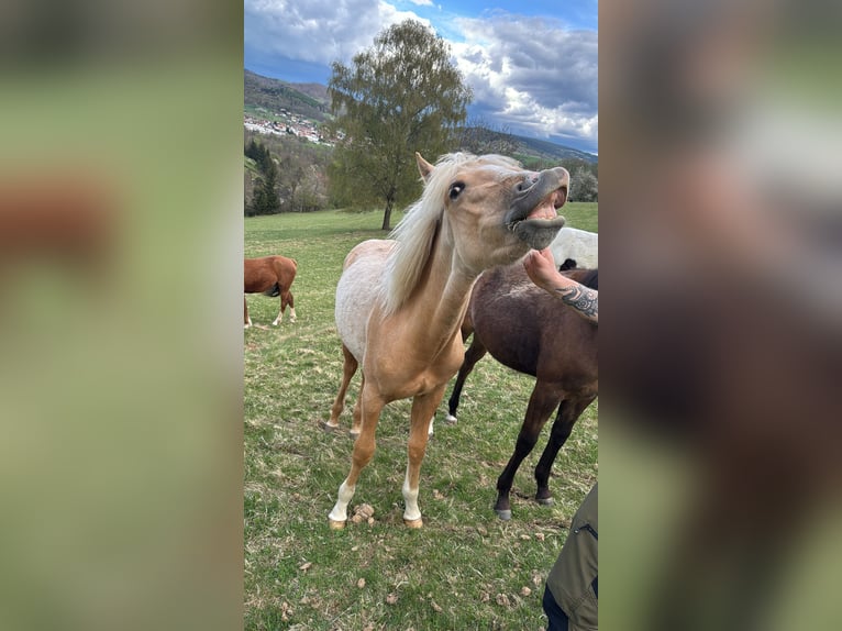 Quarter pony Croisé Jument 2 Ans 155 cm Palomino in Kleinschmalkalden
