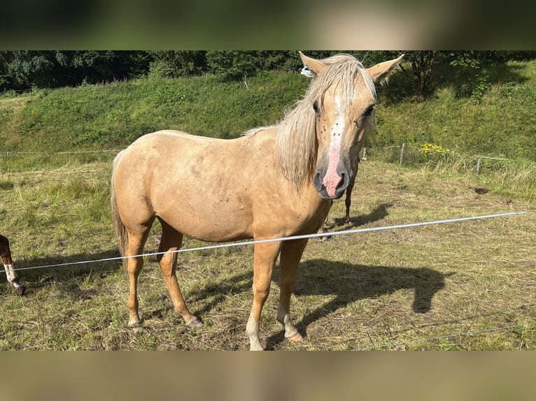 Quarter pony Croisé Jument 2 Ans 155 cm Palomino in Kleinschmalkalden