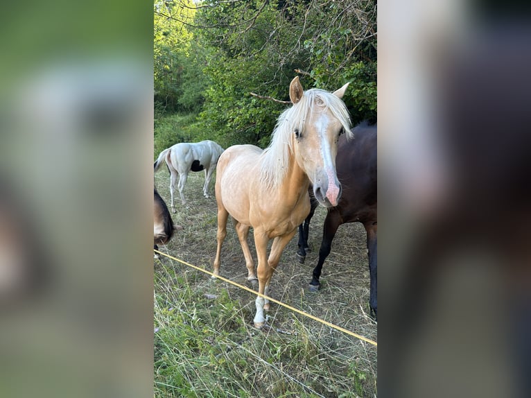Quarter pony Croisé Jument 2 Ans 155 cm Palomino in Kleinschmalkalden