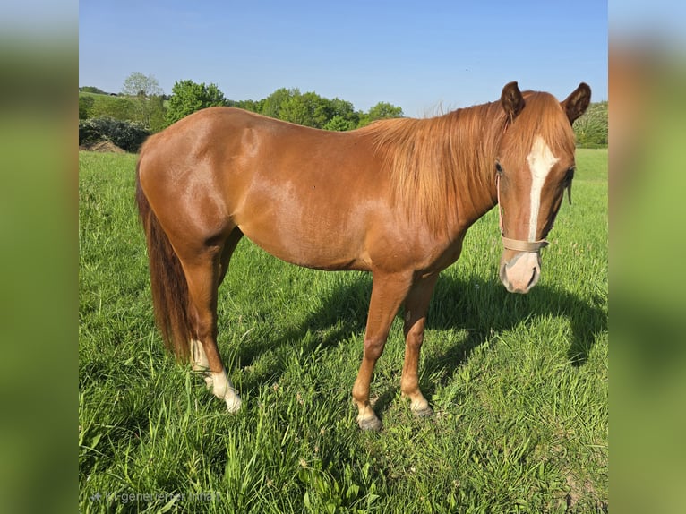 Quarter pony Jument 2 Ans in Waldbröl