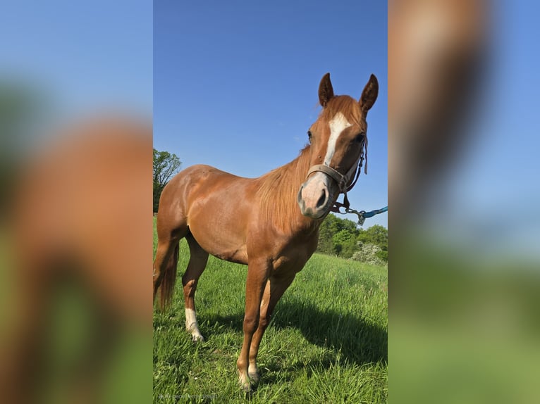 Quarter pony Jument 2 Ans in Waldbröl
