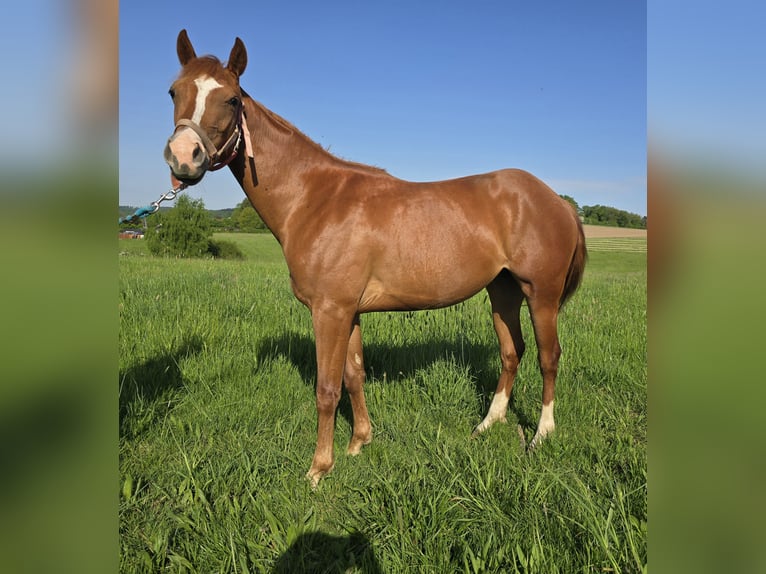 Quarter pony Jument 2 Ans in Waldbröl