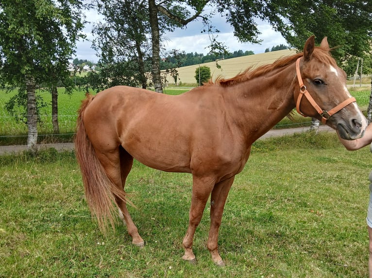 Quarter pony Jument 31 Ans 156 cm in Saarbrücken