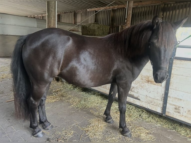 Quarter pony Croisé Jument 3 Ans 130 cm Noir in Verl