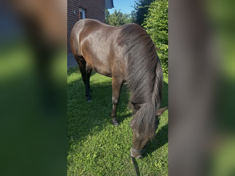 Quarter pony Croisé Jument 3 Ans 130 cm Noir in Verl