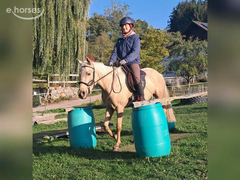 Quarter pony Jument 3 Ans 142 cm Palomino in Bayerbach