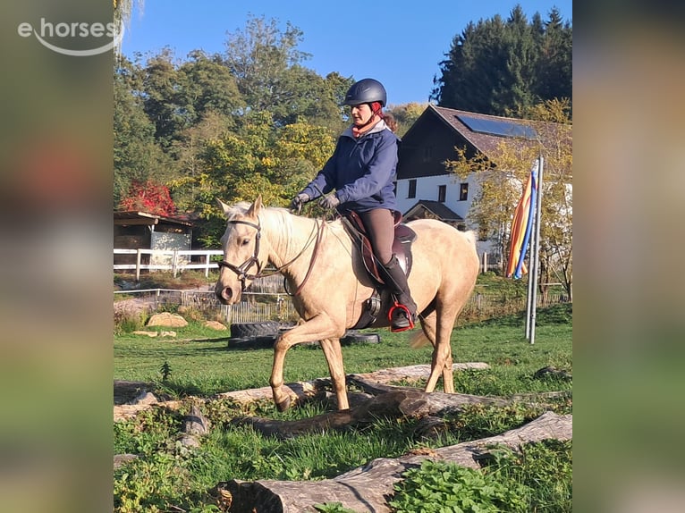 Quarter pony Jument 3 Ans 142 cm Palomino in Bayerbach