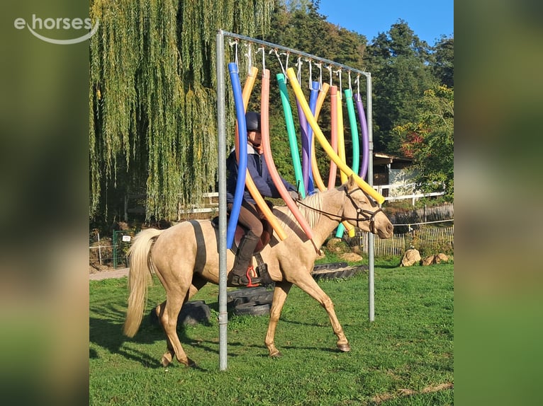 Quarter pony Jument 3 Ans 142 cm Palomino in Bayerbach