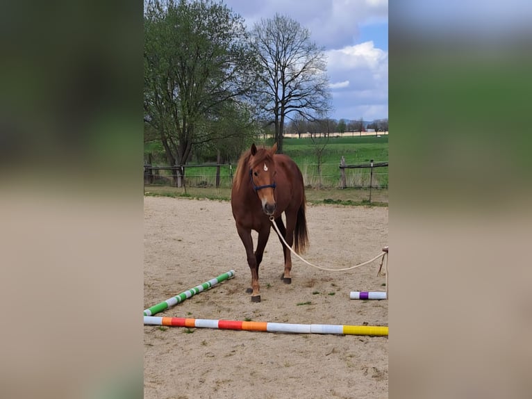 Quarter pony Jument 3 Ans 150 cm Alezan in Lage