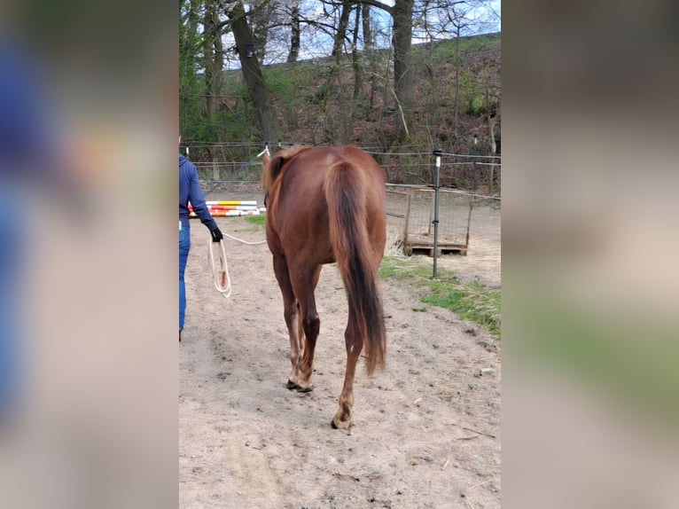 Quarter pony Jument 3 Ans 150 cm Alezan in Lage