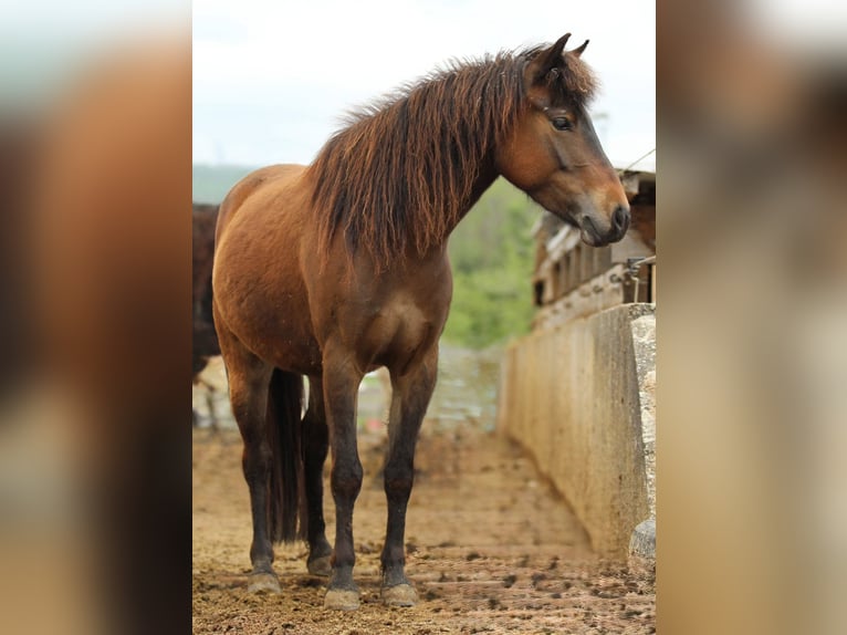 Quarter pony Jument 4 Ans 125 cm Bai in Waldshut-Tiengen