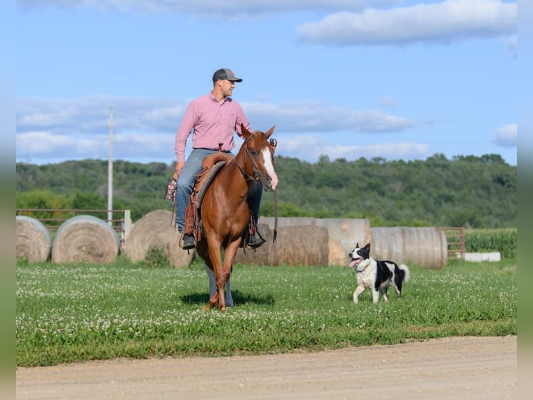 Quarter pony Croisé Jument 4 Ans 137 cm Alezan cuivré in Cannon Falls