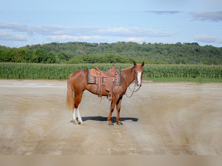 Quarter pony Croisé Jument 4 Ans 137 cm Alezan cuivré in Cannon Falls