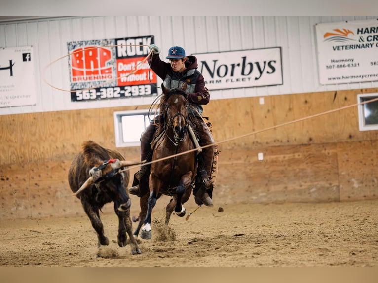 Quarter pony Jument 4 Ans 137 cm Bai cerise in Decorah, IA