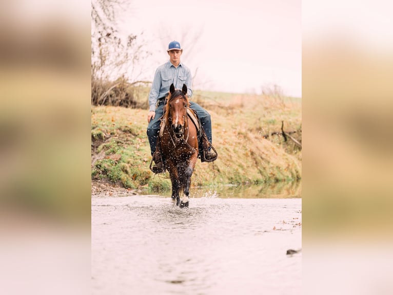 Quarter pony Jument 4 Ans 137 cm Bai cerise in Decorah, IA