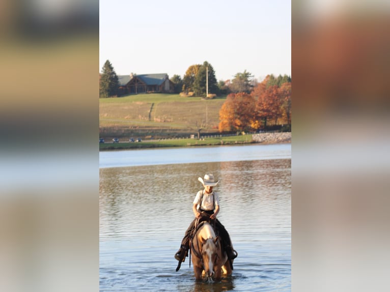 Quarter pony Jument 4 Ans 140 cm Palomino in Rebersburg