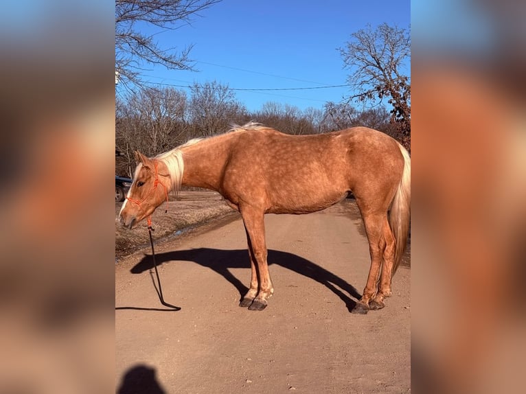 Quarter pony Jument 4 Ans 142 cm Palomino in Antlers