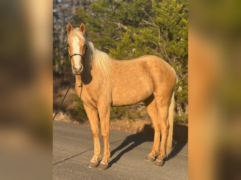 Quarter pony Jument 4 Ans 142 cm Palomino in Antlers