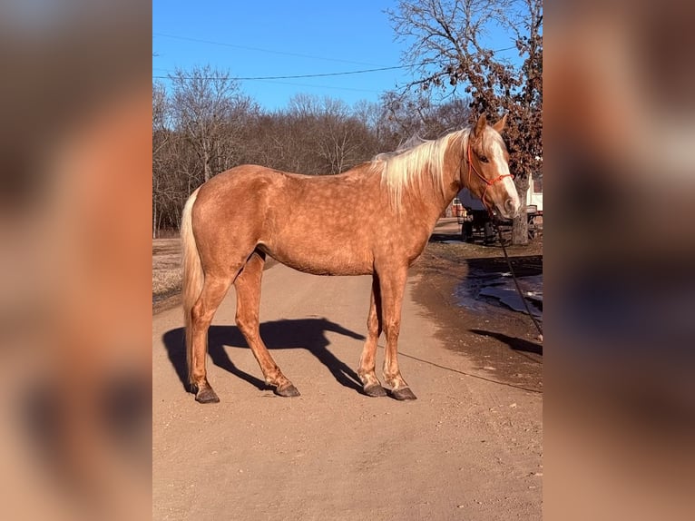 Quarter pony Jument 4 Ans 142 cm Palomino in Antlers