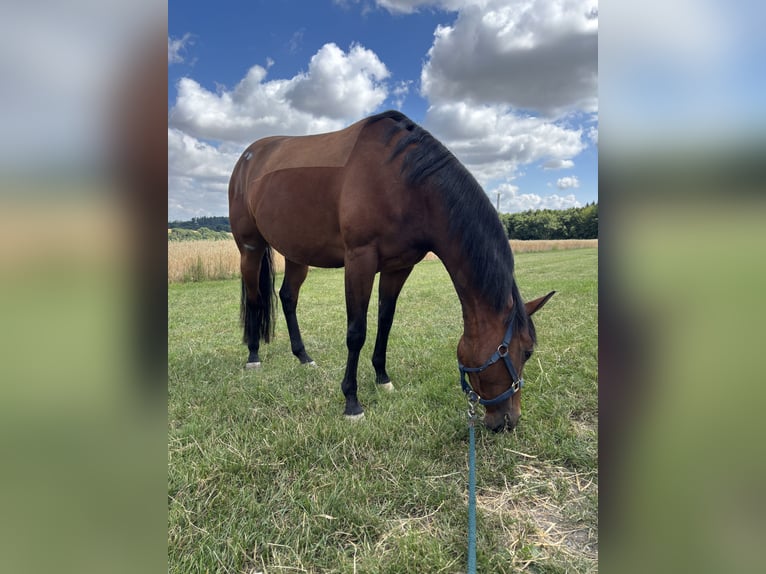 Quarter pony Jument 4 Ans 145 cm Bai cerise in Illerich