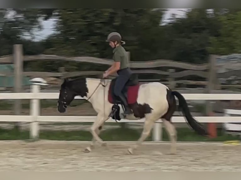 Quarter pony Croisé Jument 4 Ans 145 cm Pinto in Kunów