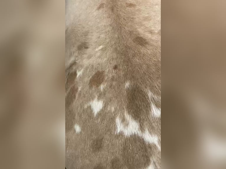 Quarter pony Jument 4 Ans 152 cm Buckskin in Braunsbedra