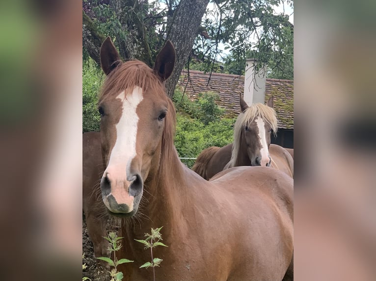 Quarter pony Jument 4 Ans 153 cm Alezan in EigeltingenEigeltiu