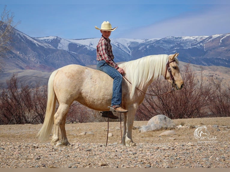 Quarter pony Jument 4 Ans Palomino in Cody