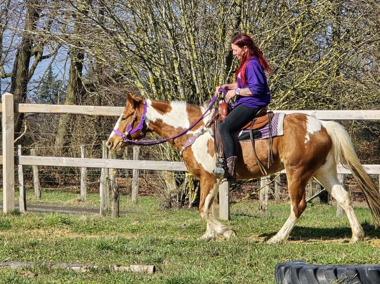 Quarter pony Jument 4 Ans Pinto in Linkenbach